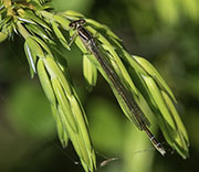Damselfly